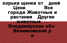 хорьки щенки от 35дней › Цена ­ 4 000 - Все города Животные и растения » Другие животные   . Владимирская обл.,Вязниковский р-н